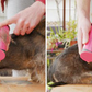 QUITAPELOS PREMIUM DE MASCOTAS - SILKY™