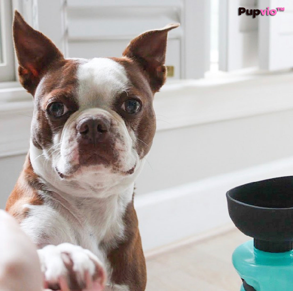 BEBEDOR DE AGUA PARA MASCOTA PORTÁTIL - PupVio™